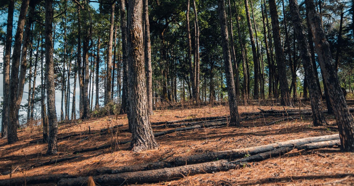 Znalazł to w lesie koło Kamieniska. Internauci nie mogą wyjść z zachwytu