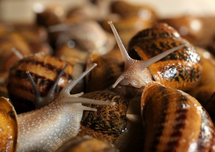 Oprócz konsumpcyjnych ślimaków i przetworów, firma Snails Garden oferuje też kosmetyki na bazie ślimaczego śluzu. <br><br>fot. (tw/mr) PAP/Tomasz Waszczuk