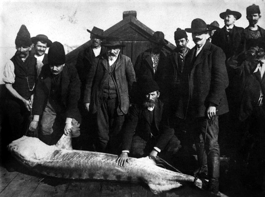 Mika Alas sa ribarima