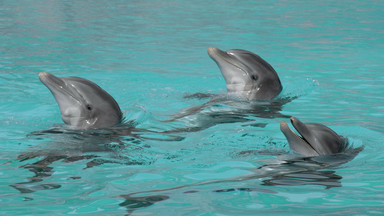 Delfiny zaatakowały pływaków. To już kolejne takie zdarzenie