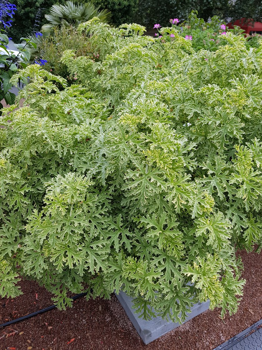 Geranium szybko się rozkrzewia. Latem możesz wynosić je na balkon, zapach liści odstrasza komary!