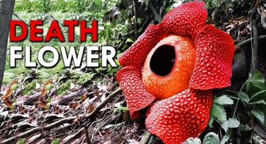 Here’s the worst-smelling but biggest flower in the world
