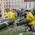 To będą drogie święta. Przegląd cen choinek