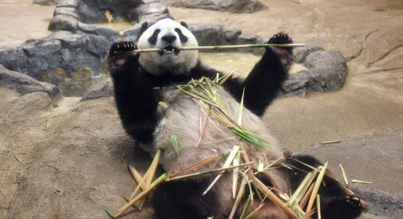 Mum-to-be Shin Shin delighted huge crowds of well-wishers in Tokyo last month as she sat lazily munching on bamboo and playfully rubbed the husks on her furry belly before being moved into confinement.