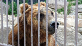 Szörnyű: ketrecben hagyta sorsukra a medvéket a csődbe ment cirkusz – videó