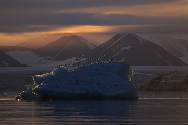 Galeria Wystawa polarnej fotografii przyrodniczej "Ptaki Spitsbergenu", obrazek 28