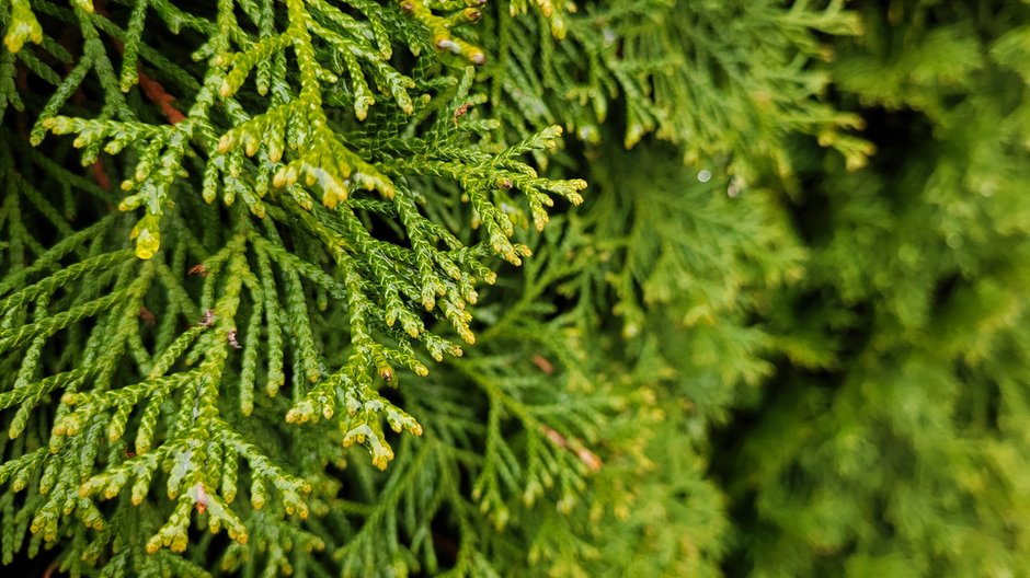 Żywotnik (Thuja)