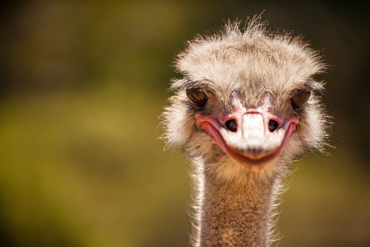 <b> Opiekun młodych strusi</b>
<br></br>
Strusie to największe z żyjących ptaków. Zwierzęta te żyją w stadach i dobrze znoszą warunki półpustynne - np. takie, jakie panują w Izraelu. To właśnie w izraelskich kibucach narodził się nietypowy zawód. Praca wydaje się prosta: trzeba mieć na oku małe strusiątka. Niestety młode lubią dokazywać i bywają agresywne, więc trzeba zachować czujność, by pisklęta się nie zadziobały. Do tego dochodzą standardowe obowiązki opiekunki, takie jak np. karmienie.