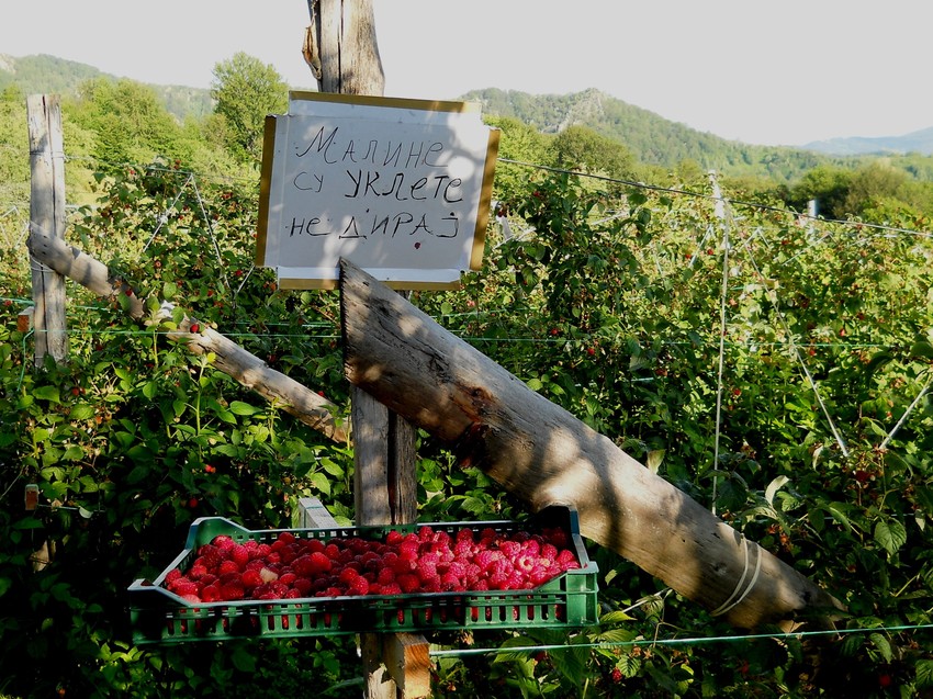 Dok se berači vrate da donesu novu gajbu voća, prethodnu neko već ukrade