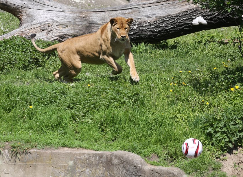 Przynieś zabawki dla zwierząt w ZOO