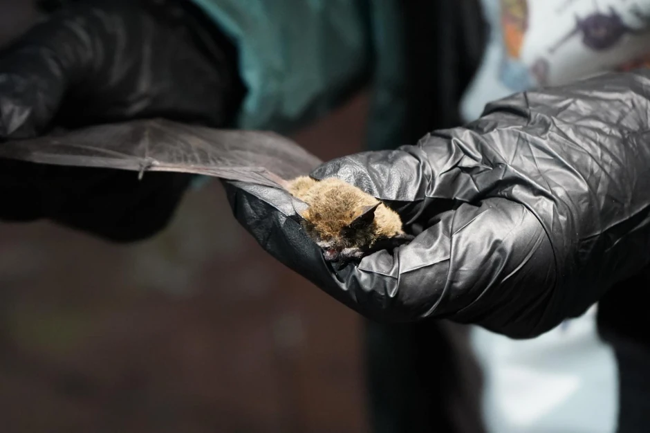 Međunarodna noć slepih miševa