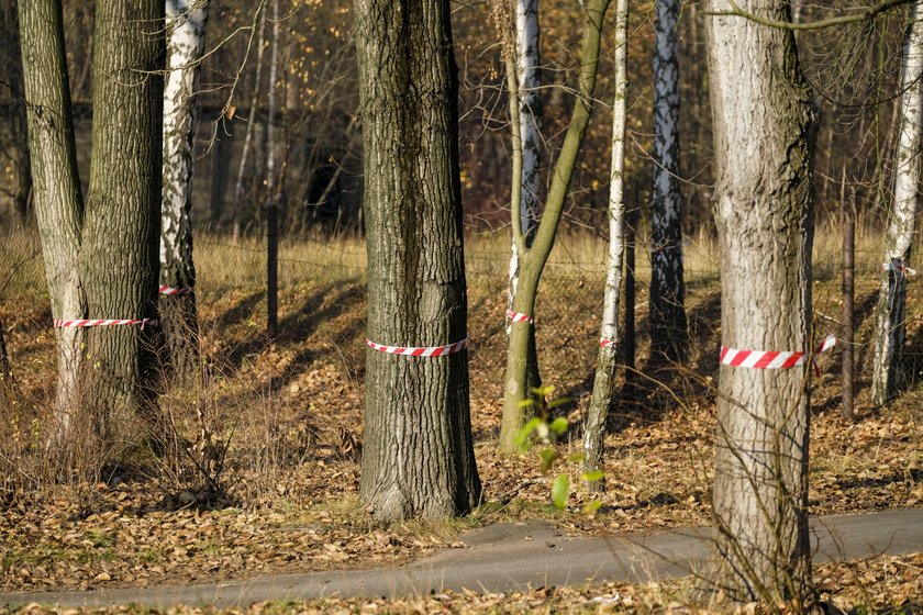 Spółka Green Park Silesia chce wyciąć w pień 1300 drzew!