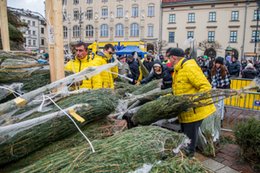 To będą drogie święta. Przegląd cen choinek