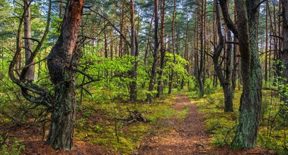 Makabryczne odkrycie na Dolnym Śląsku. Pies wisiał na drzewie przez wiele dni