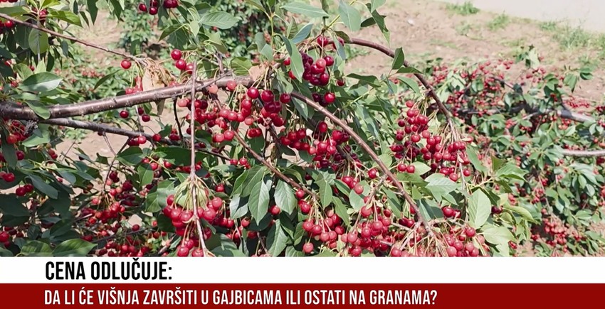 višnja