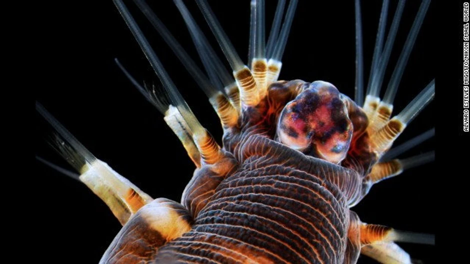 Alvaro Esteves Migoto - morski crv