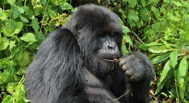 One of the mountain gorilla at the Volcanoes National Park, Rwanda's main tourism attraction. By raising the prices of permits to see the gorillas, the east African nation is seeking boost conersation and put itself at the luxury end of the market.