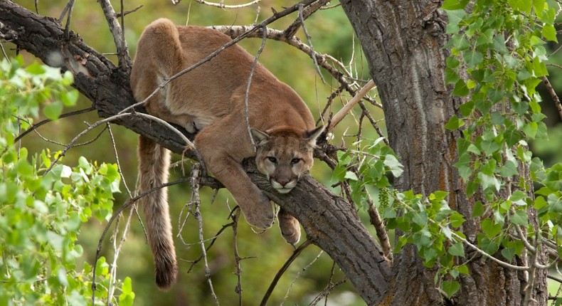 mountain lion colorado