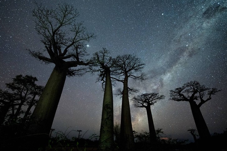 Sternzeichen wie der Baobab-Baum, der Ahne oder auch der Kornspeicher gehören zum Afrikanischen Horoskop.