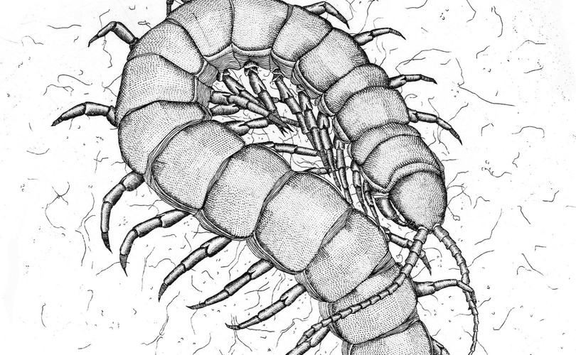 Skolopendra olbrzymia
