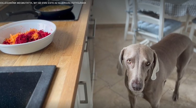 Kolléganőnk megmutatta, mit ad enni az allergiás kutyájának este Fotó: Vízer Helga