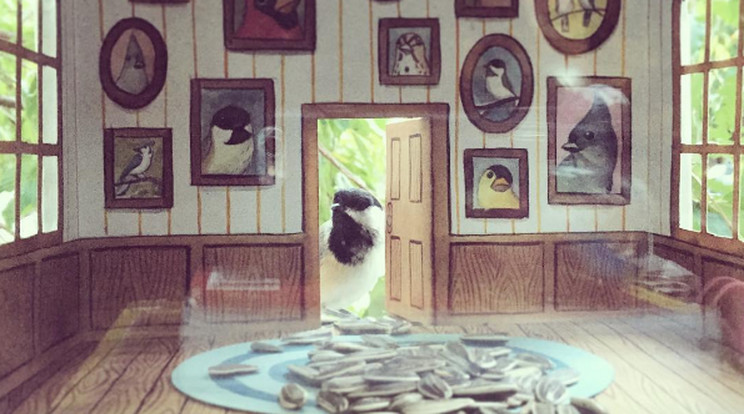 Kis madárkák rendes bejáraton keresztül csipegethetnek a magok közül /Fotó: Instagram