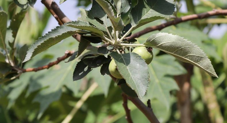 CSIR finally confirms growth of apple at Atimatim Taaboum in the Ashanti region