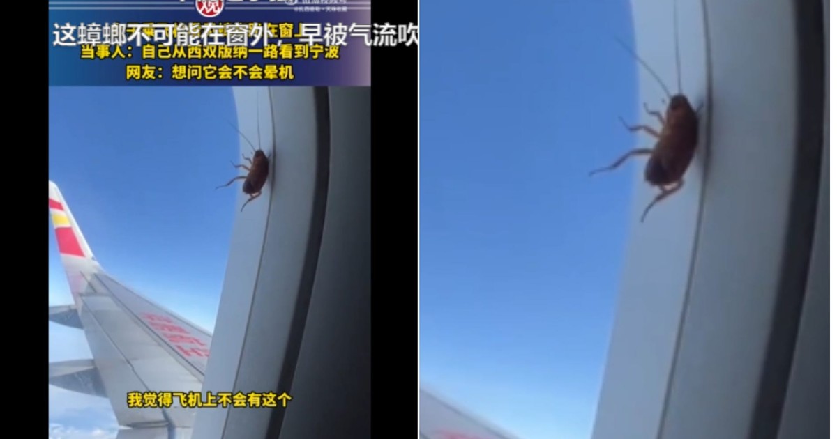 A cockroach on a plane is going viral for appearing to stay alive and ...