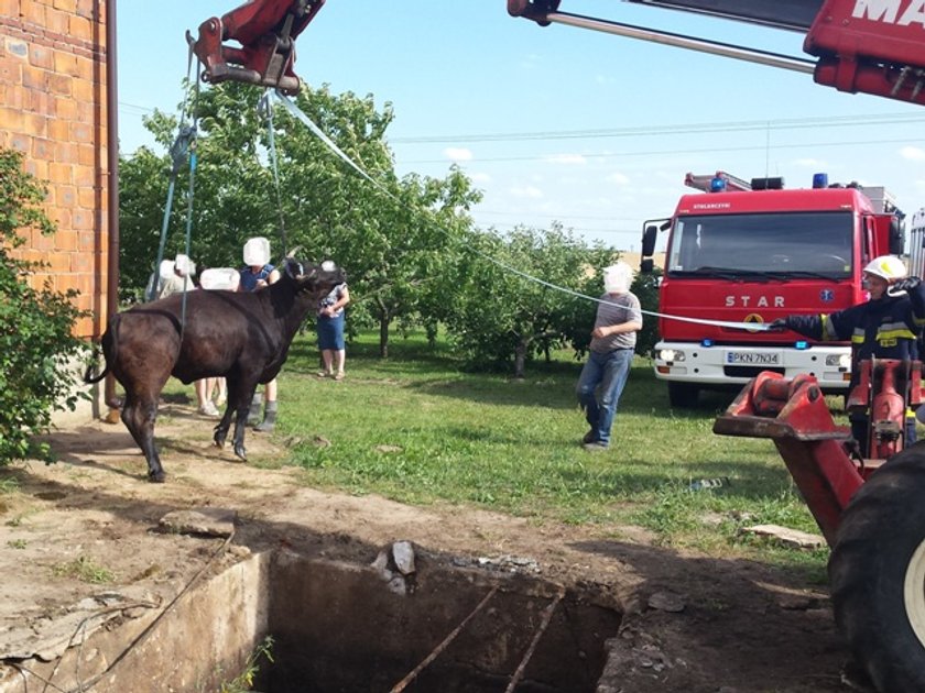 Biedna krowa z Kolebek wpadła do szamba po sam łeb