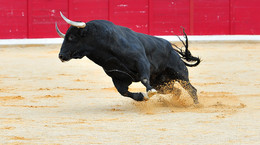 W Hiszpanii sklonowano pierwszego byka na korridę