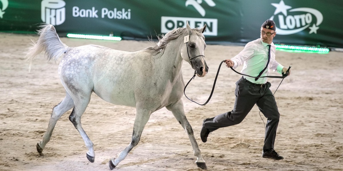 Ordynarne oszustwo na aukcji koni arabskich?