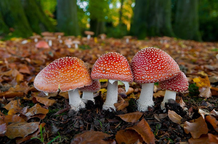 Amanita muscaria – muhara ima psihoaktivne supstence koje znaju da proizvedu halucinacije 