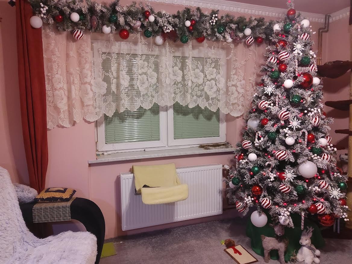 Kaja má stromček pre rodinu aj pre mačku.