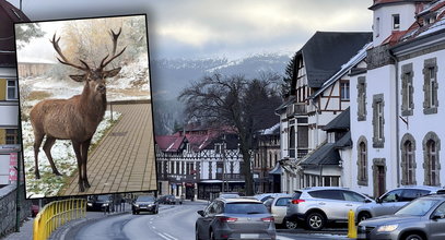 Szok w Szklarskiej Porębie. Ktoś zastrzelił jelenia Bartka. Potem myśliwi zrobili coś strasznego