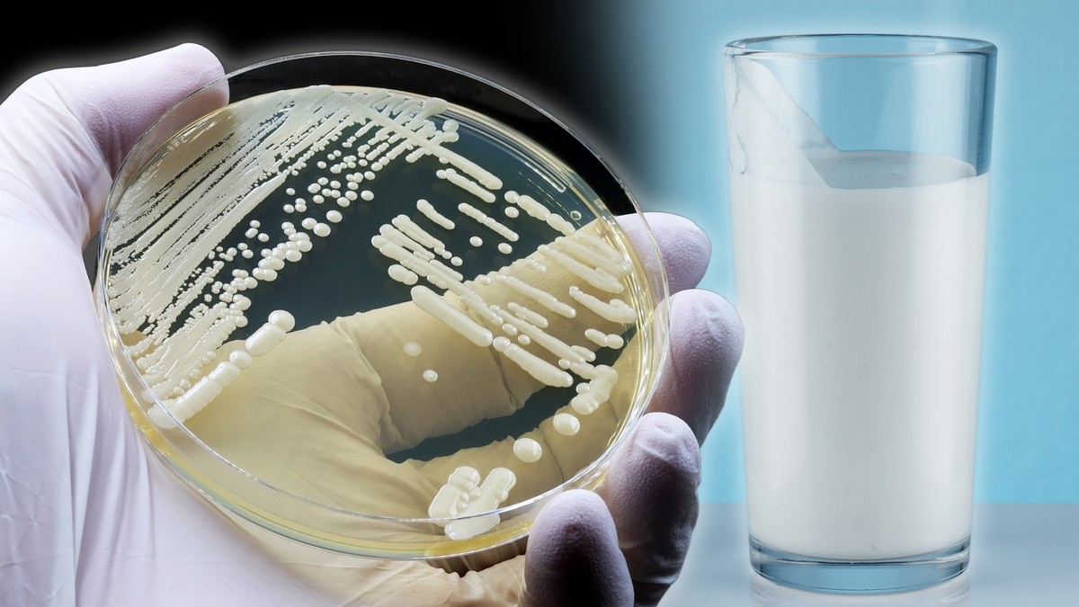Lactobacillus u jogurtu oslobađa vodonik-peroksid, koji ubija kandidu i može pomoći u zaustavljanju gljivične infekcije.