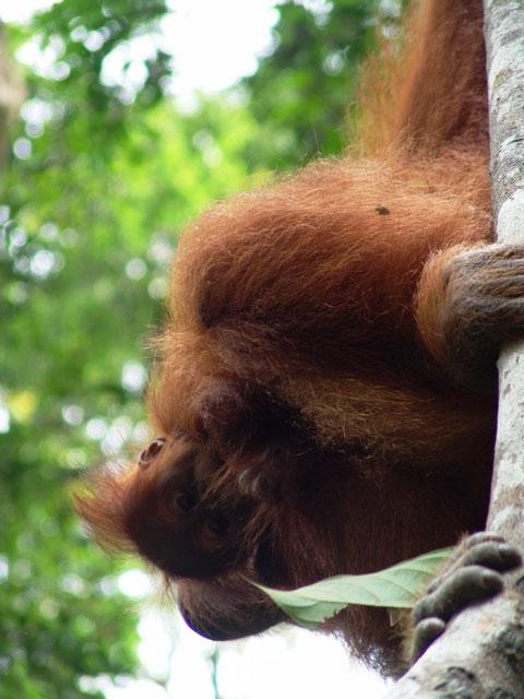 Galeria Indonezja - Orangutany z Sumatry, obrazek 10