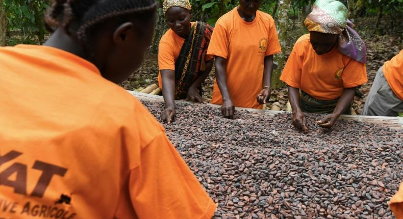 Ivory Coast and Ghana together produce 60 percent of the world's cocoa