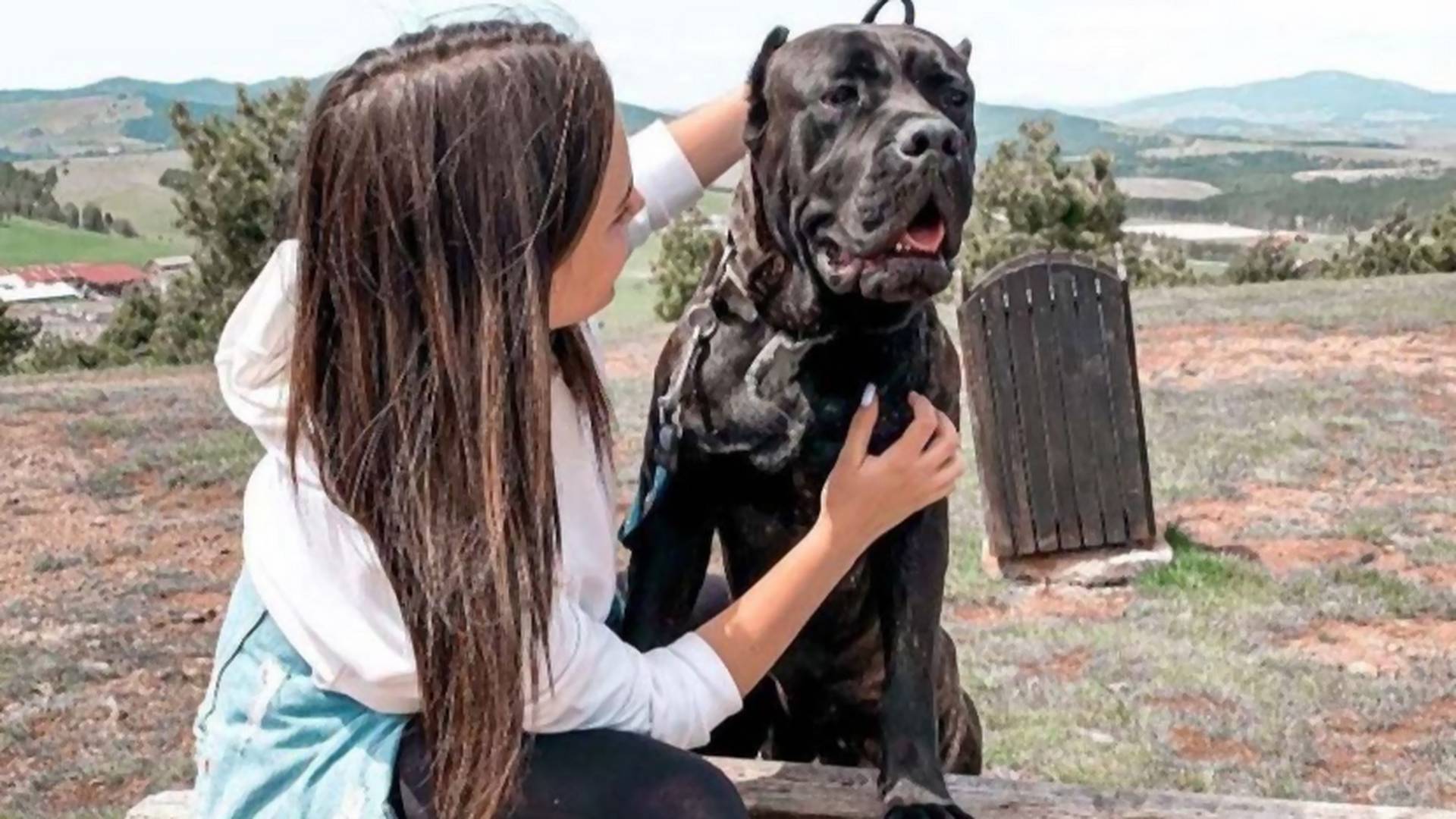 Ko je đubre koje je to moglo da uradi - cela Srbija se udružila da pomogne Ljubici da pronađe ukradenog psa