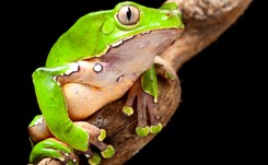 Rytuał kambo - uzdrawianie jadem amazońskiej żaby. 'To jest przykład paramedycznego obłędu'