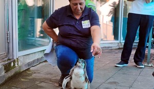 Beba pingvin u Beo zoo vrtu