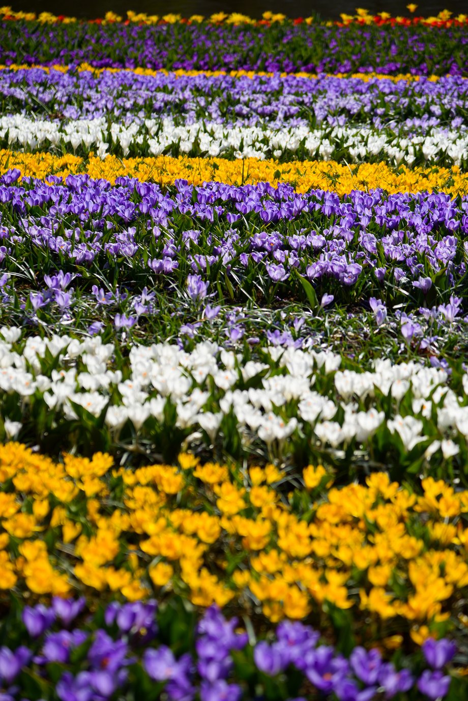 Ogród Keukenhof położony jest pomiędzy Amsterdamem i Hagą. 