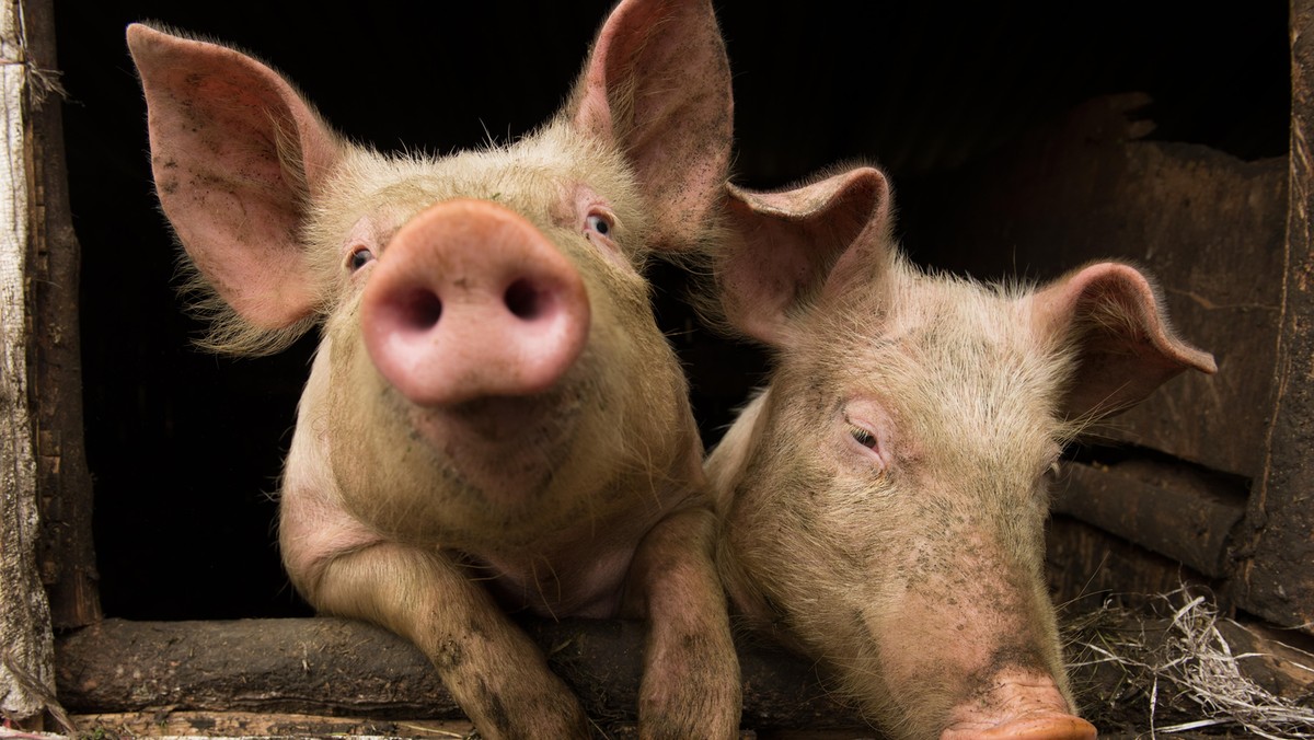 Prawie pół tysiąca producentów trzody chlewnej z powiatu piotrkowskiego protestowało w czwartek w Łodzi. Domagali się m.in. wzrostu cen za żywiec, rekompensaty za ponoszone straty. Wicewojewodzie łódzkiemu wręczyli petycje w tej sprawie do premiera rządu.