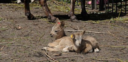 W zoo mamy młode koziorożce