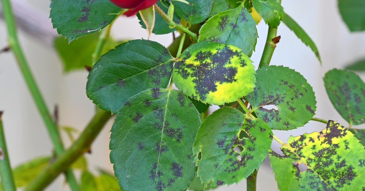 Czarna plamistość róż - oprysk na czarną plamistość róży. Czym pryskać róże na czarną plamistość liści?