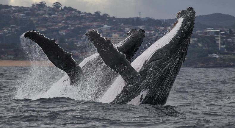 Humpback whales breached in unison off the coast of Sydney, Australia
