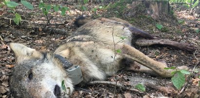 Najsłynniejszy wilk z Roztocza zastrzelony przez myśliwych