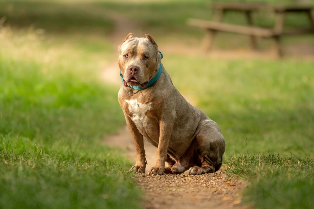 American XL Bully