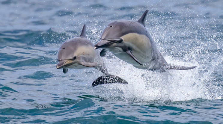 Delfin tartja rettegésben a japánokat/ Fotó: Northfoto