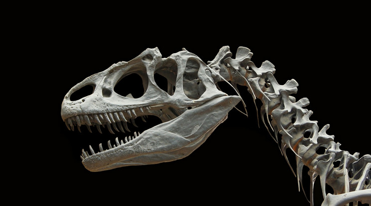 A szakértők szerint az új dinoszauruszfaj a maga nemén belül is elég szokatlan / Illusztráció: pixabay.com