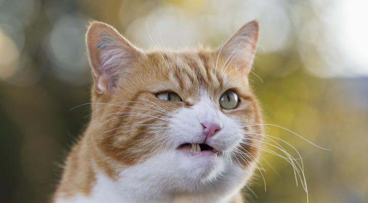 Ezeket az embereket utálják a macskák Fotó: Getty Images